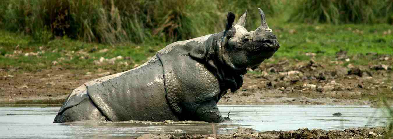 Kaziranga